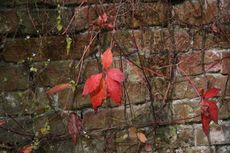 B-Herbststimmung 032.jpg